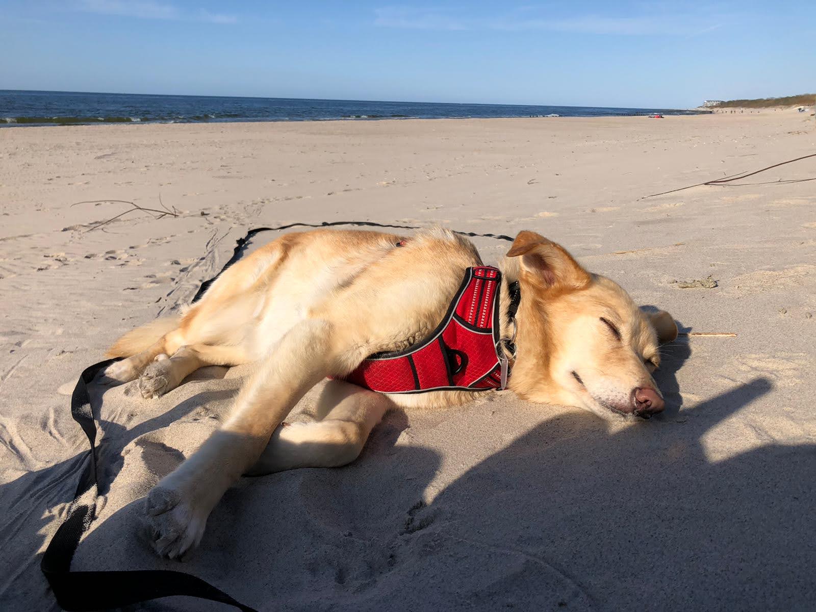 A golden retriever resting peacefully on sandy beach with the sea behind