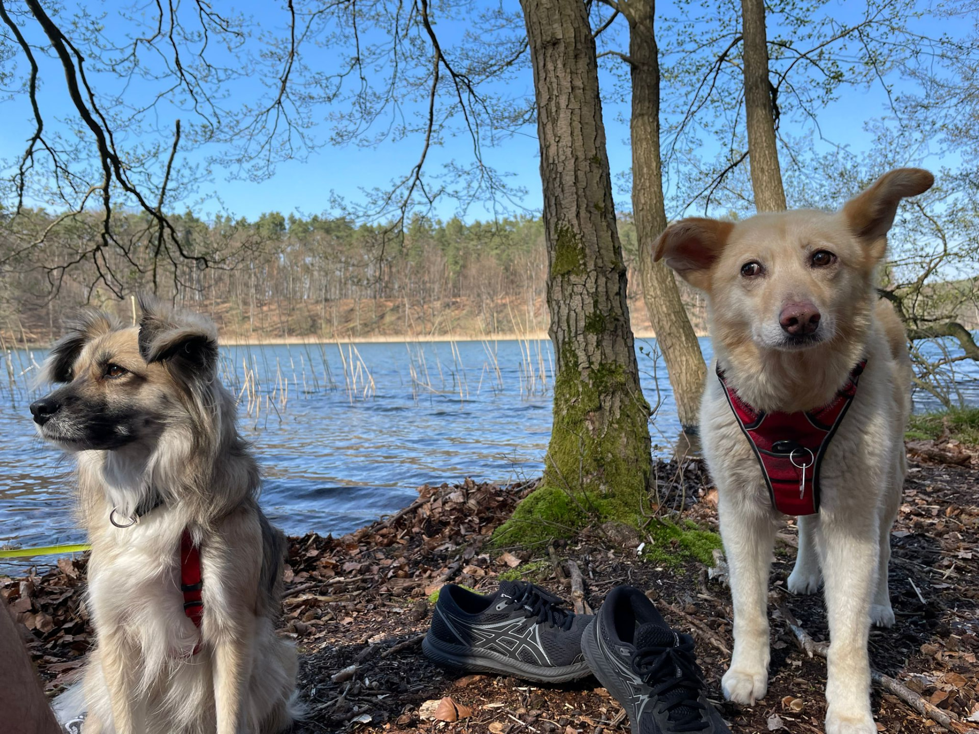 Two dogs enjoying a sunny day together by a lake near Berlin