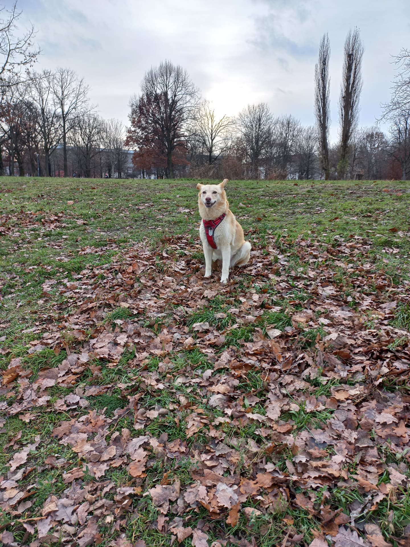 A dog sitting calmly on an autumn-leaf meadow in a Berlin park